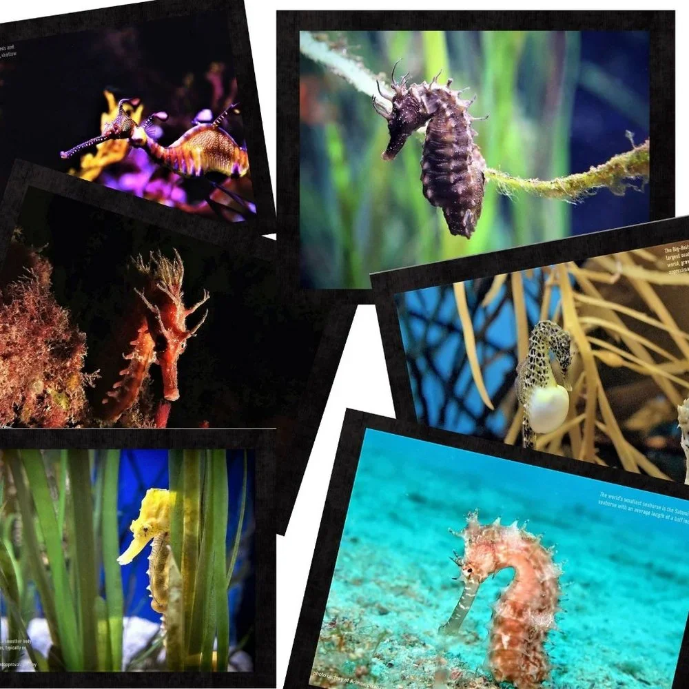 2027 Seahorse Calendar Ocean Marine Life Photography Coastal Decor Wall Calendar